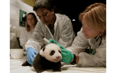 صورة النادي البيطري