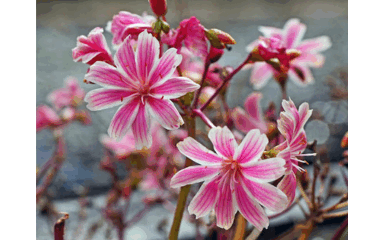 نادي التصوير الفوتوغرافي