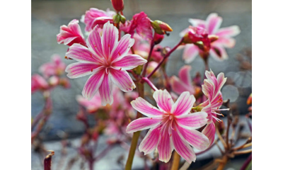 نادي التصوير الفوتوغرافي